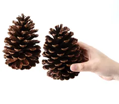 特大松ぼっくり（訳ありミックス21cm〜24cm） 超特大松ぼっくり(21cm〜24cm 10個•訳あり少々ミックス)