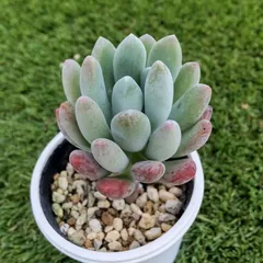 多肉植物 カワイイ紅葉コンビ♡フーケリー とチョコレートボール♫