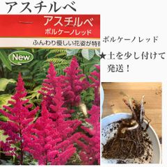 アスチルベ　ボルケーノレッド　苗・苗木・球根　★土を少し付けての発送！　★宿根　★ドライフラワーにもなります！