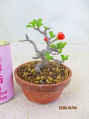 [讃岐屋緑兵衛] 小品盆栽 長寿梅 (42857駄温鉢)全高：15㎝ 宅配便発送
