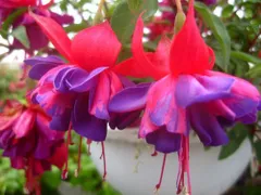 【 ぽんちゃんさん専用 】フクシア　R.A.F. 等　2株