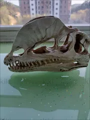 2025年最新】ティラノサウルスの頭蓋骨の人気アイテム - メルカリ