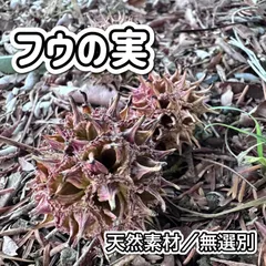 【30個】国産 フウの実 無農薬 モミジバフウ エビ 隠れ家 水質調整 稚エビ 生存率向上 ブラックウォーター ビーシュリンプのサムネイル