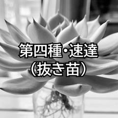 第四種郵便・速達（抜き苗）