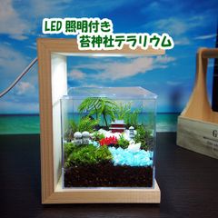 ひのきLED照明付きスタンド【苔テラリウム・手作りキット一式】苔寺キューブ型