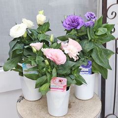 花苗 トルコキキョウ 八重咲き ロメオ ピンク パープル ホワイト 3号 ユーストマ 桔梗 庭 かわいい
