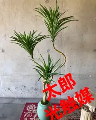 2024年最新】観葉植物 造花 コンシンネの人気アイテム - メルカリ