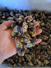☆希少☆活き石鯛餌 ☆瀬戸貝☆ イシダイ 底物 カラス貝 セトガイ