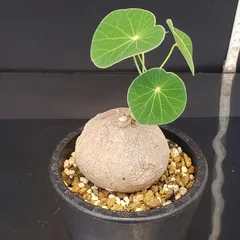 ステファニア ステファニア | STORES