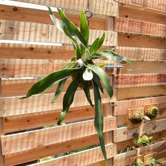 【347V】【第四種郵便発送】ビカクシダ（コウモリラン）ベイチー（ビーチー）（Platycerium veitchii） の苔玉