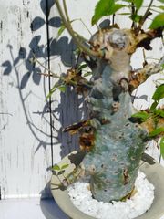 【白銀肌】コミフォラ　エミニー　Commiphora eminii