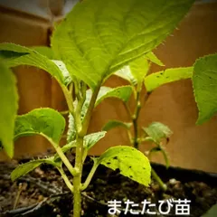 マタタビ　挿し木苗　チビ苗ポットごと　２本入り× 35＋おまけ5セット￼ マタタビ 挿し木苗 チビ苗ポットごと 2本入り× 35＋おまけ5