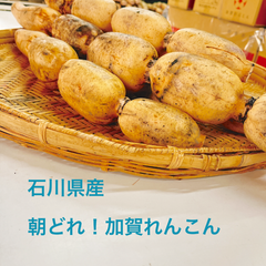 【石川県産】朝どれ　加賀れんこん　1kg