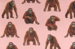 【ゆきちゃん限定】X2307 オラウータン柄 コットン生地 ピンク 1m