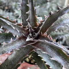 Dyckia hybrid seedling ディッキア ハイブリッド 国内実生