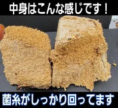 カブトムシ幼虫の栄養強化に抜群！キクラゲ菌床ブロック　マットに埋めるだけ！ブロックに幼虫が潜り込みモリモリ食べます！　クワガタの産卵床にも！のサムネイル