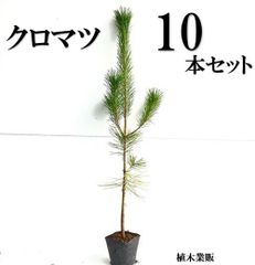 クロエゾマツ 20本 - メルカリ