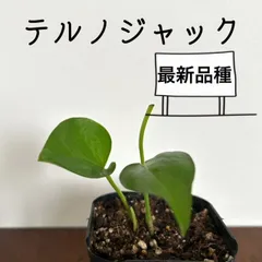 2024年最新】育成ライト 植物 ledの人気アイテム - メルカリ