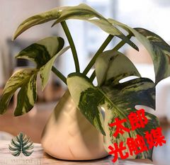 光触媒　人工観葉植物　ウォールグリーン　フェイクグリーン　お供え花　つかさ 光触媒 人工観葉植物 ウォールグリーン フェイクグリーン お供え