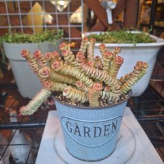 ☆ファンタジー群生　③☆クラッスラ　多肉植物