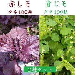 青じそ 赤しそのタネ 各100粒セット 農薬不使用 シソ 紫蘇 大葉 2025年採種