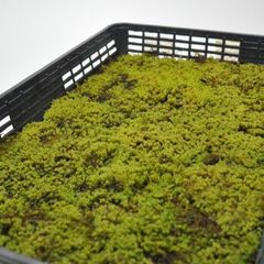天然苔 盆栽 苔玉 庭園用 約50×35 - メルカリ