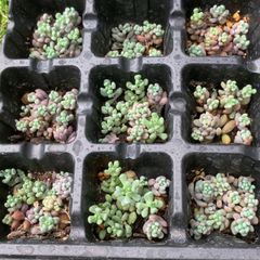 パープルヘイズ多肉植物