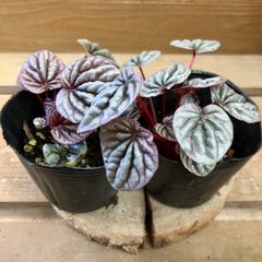 観葉植物　ペペロミア カペラータ　2ポットset