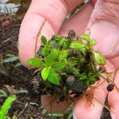 【目玉水草】イベント水草 アヌビアス・ジャングルスター　群生株