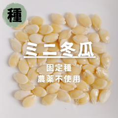 【種】ミニ冬瓜　とうがん　農薬不使用　20粒