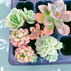 2025年最新】多肉 カット苗セットの人気アイテム - メルカリ