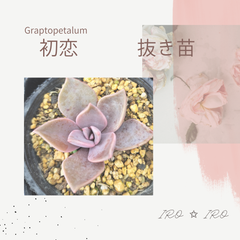 初恋　抜き苗
