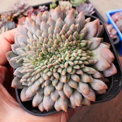 多肉植物 ♡アリエル 古株 大苗♡綴化開始？？