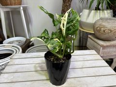 マドカズラ　斑入り　4号　斑入り　観葉植物　インテリア　グリーン　オシャレ　ハンギング　ツル性