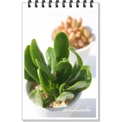 宝樹 セダム 2寸ポット 弁慶草科 多肉植物