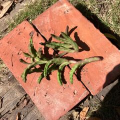 スタペリア　アンゴレンシス　カット苗　多肉植物　モフ多肉　ガガイモ