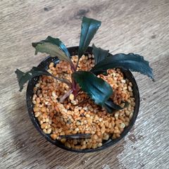 ⭐︎ブセファランドラ モトレィアーナ 黒紫の逸品 / 珍しいBau産