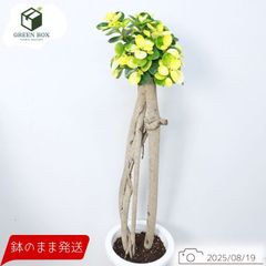 黄斑入り パンダガジュマル ドワーフ 気根仕立て 高さ約89cm 7号鉢