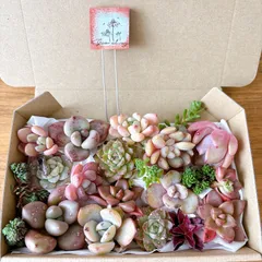 訳あり多肉植物寄せ植えセット ガーデンスティックオマケ付き