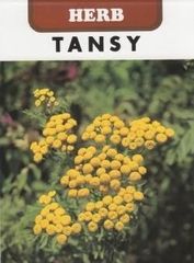 ＜ハーブの種＞タンジー　0.1ｍｌ 約380粒　虫よけ、ハエ除けハーブ　ドライフラワーやポプリに