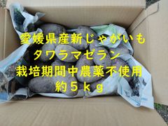 愛媛県産　新じゃがいも　タワラマゼラン　約５ｋｇ