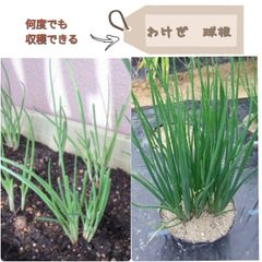 わけぎ　球根