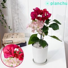 PLANCHU 熱帯花木 ブーゲンビレア チョコレートパフェ ブーケ仕立て 4号鉢 受け皿付き 育て方説明書付き PVP Bougainvillea cv. 鉢花 観葉植物
