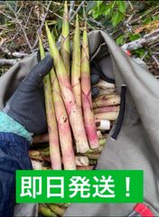 青森県産根曲りたけのこ3キロ