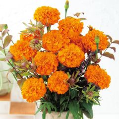 【花の種】濃いオレンジの切花向きマリーゴールド　オプティバオレンジ　３０粒　高性