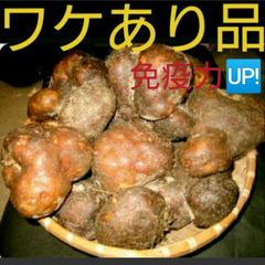 丹波山の芋ワケあり2キロ(山芋)