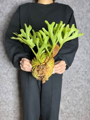 うーちゃんの母さま専用　板付け　輸入直後新鮮株【Mサイズ　B91 】 ▽P.ridleyi Wild from Central Borneo ▽ リドレー　リドレイ【PLANET】ビカクシダ