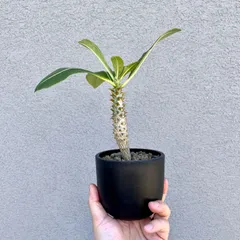 パキポディウム バロニー 珍株 3分岐 純血 実生 送料込み パキポディウム バロニー 珍株 3分岐 純血 実生 送料込み