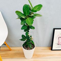 ［現品］☆人気☆  M  フィカス　ベンガレンシス　曲がり  8号　観葉植物　室内　大型　ゴムの木　育てやすい