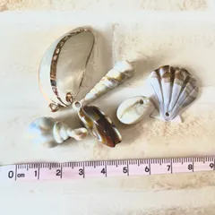 海の貝殻パーツ　ハンドメイド